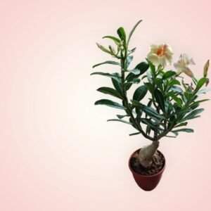 Adenium