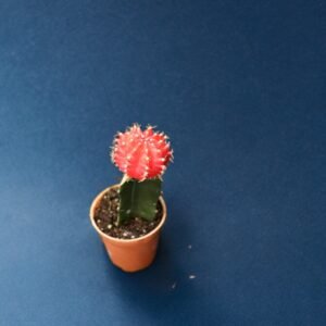 Moon Cactus RED