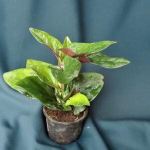 SYNGONIUM ERYTHROPHYLLUM "RED ARROW PLANT"